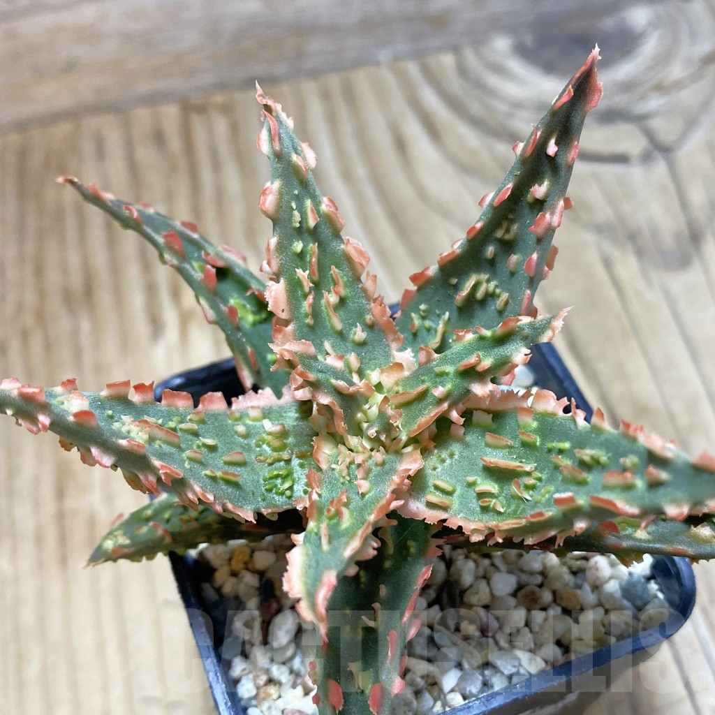 SH16167 Aloe TCT hybrid