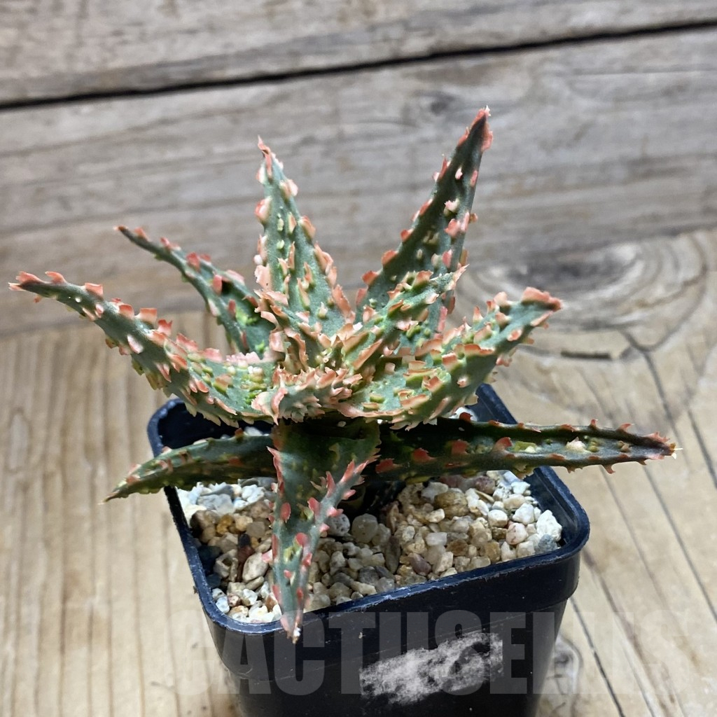 SH16167 Aloe TCT hybrid - immagine 2