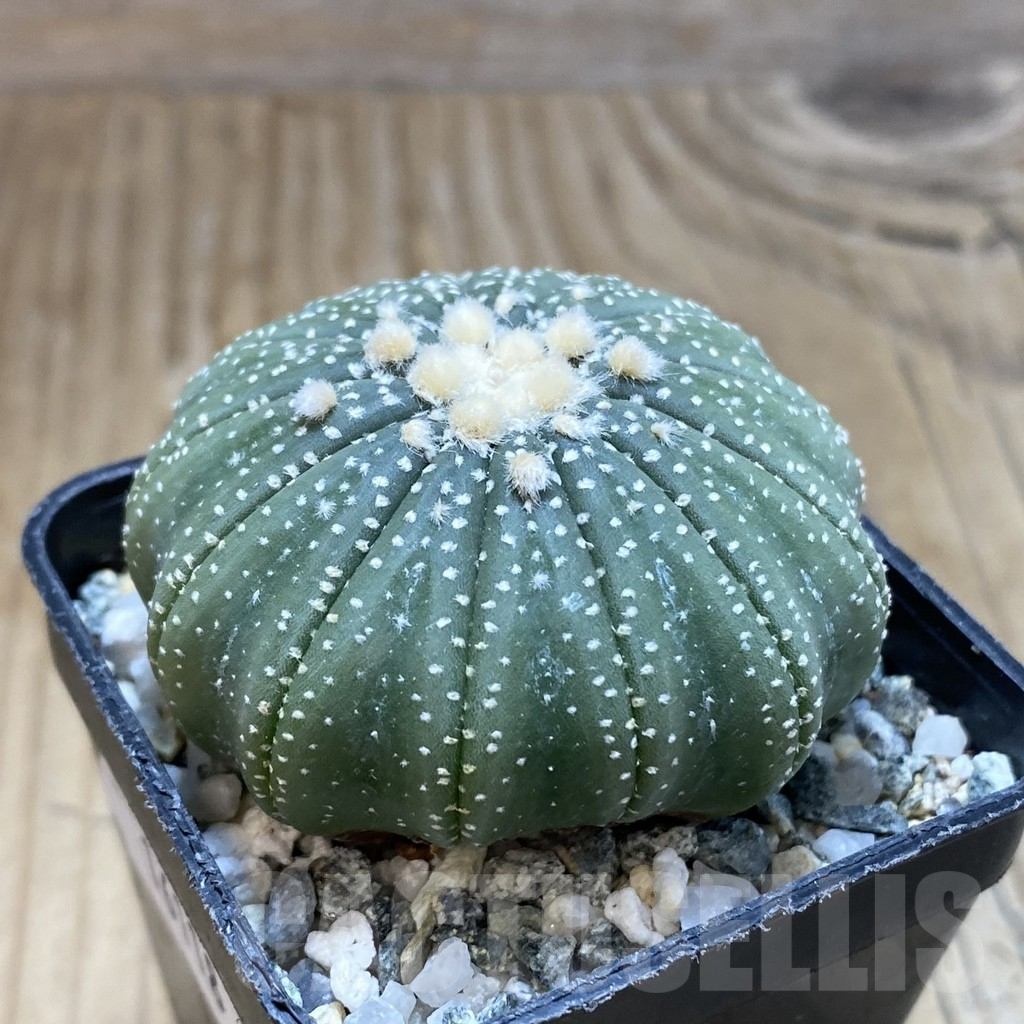 SH16118 Astrophytum asterias f. multicostatum - 画像 (2)