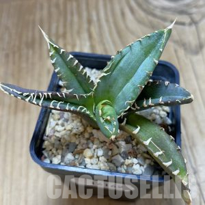 SH16169 Agave titanota 'Sierra Mixteca' – Cactus-online