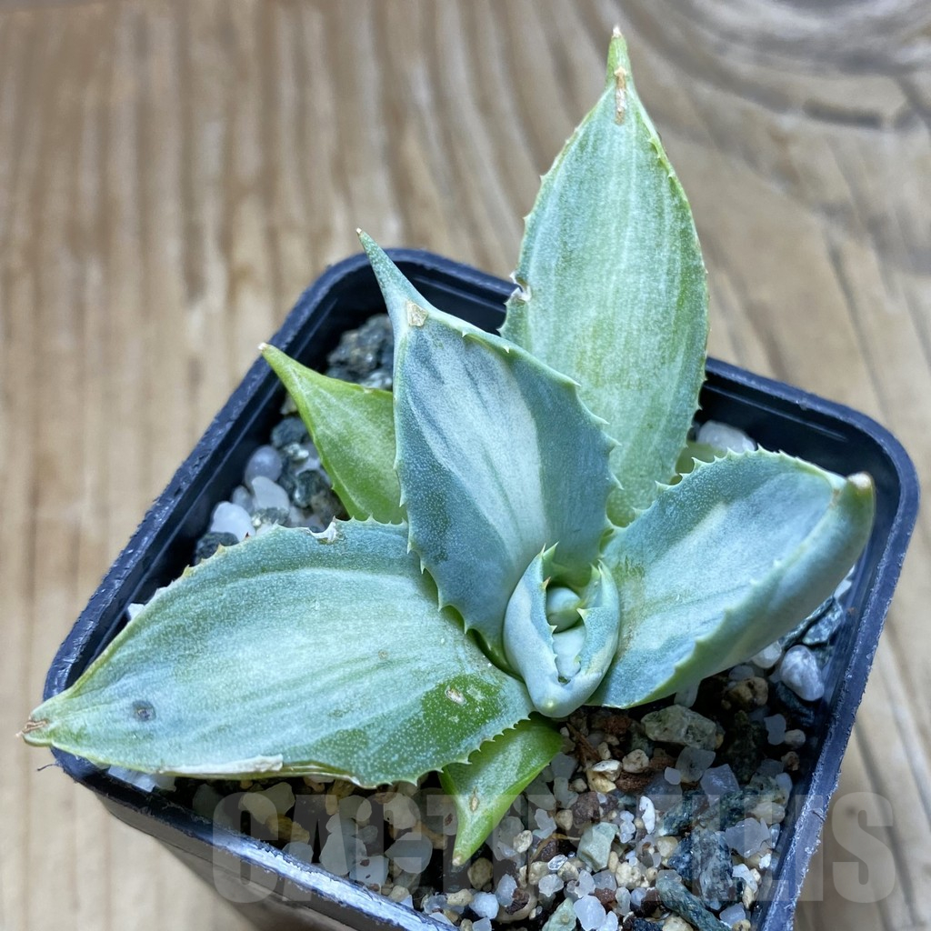 SH16172 Agave isthmensis f. variegata