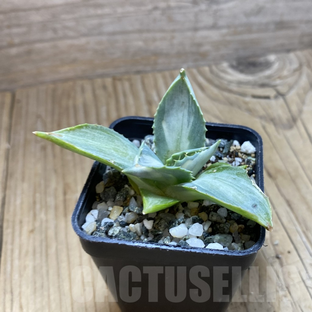 SH16172 Agave isthmensis f. variegata - Image 2