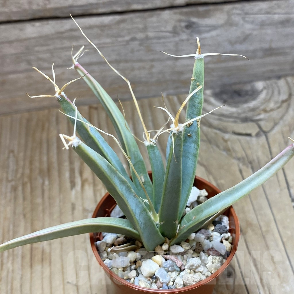 SH16178 Leuchtenbergia principis