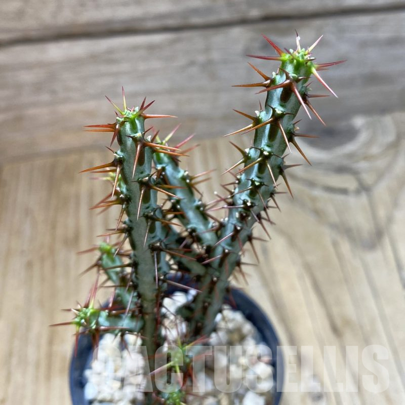 SH16179 Euphorbia aeruginosa