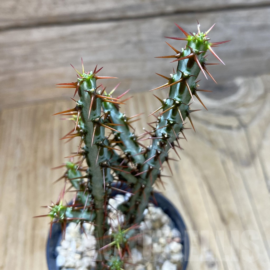 SH16179 Euphorbia aeruginosa