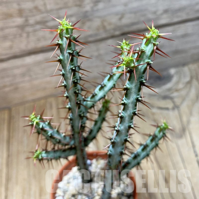 SH16180 Euphorbia aeruginosa