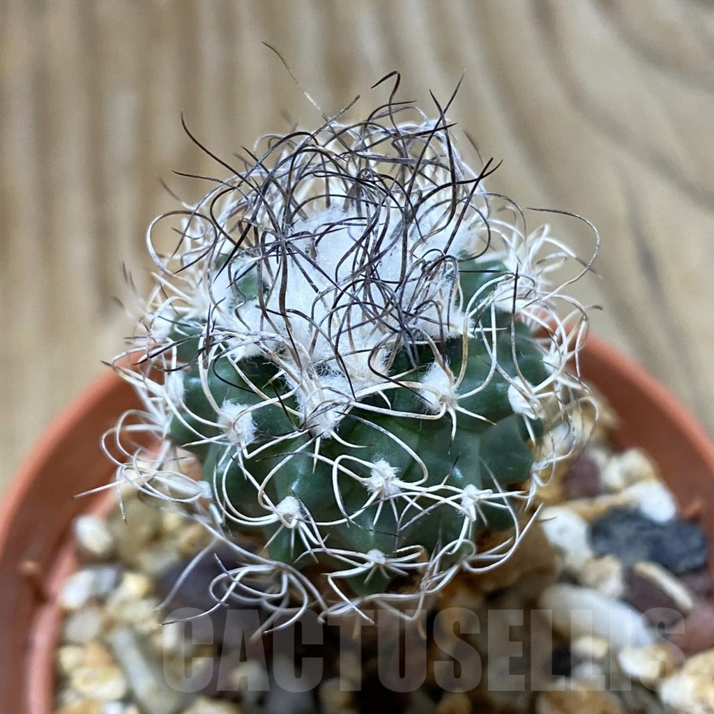 SH16181 Turbinicarpus pseudomacrochele, old 6 years