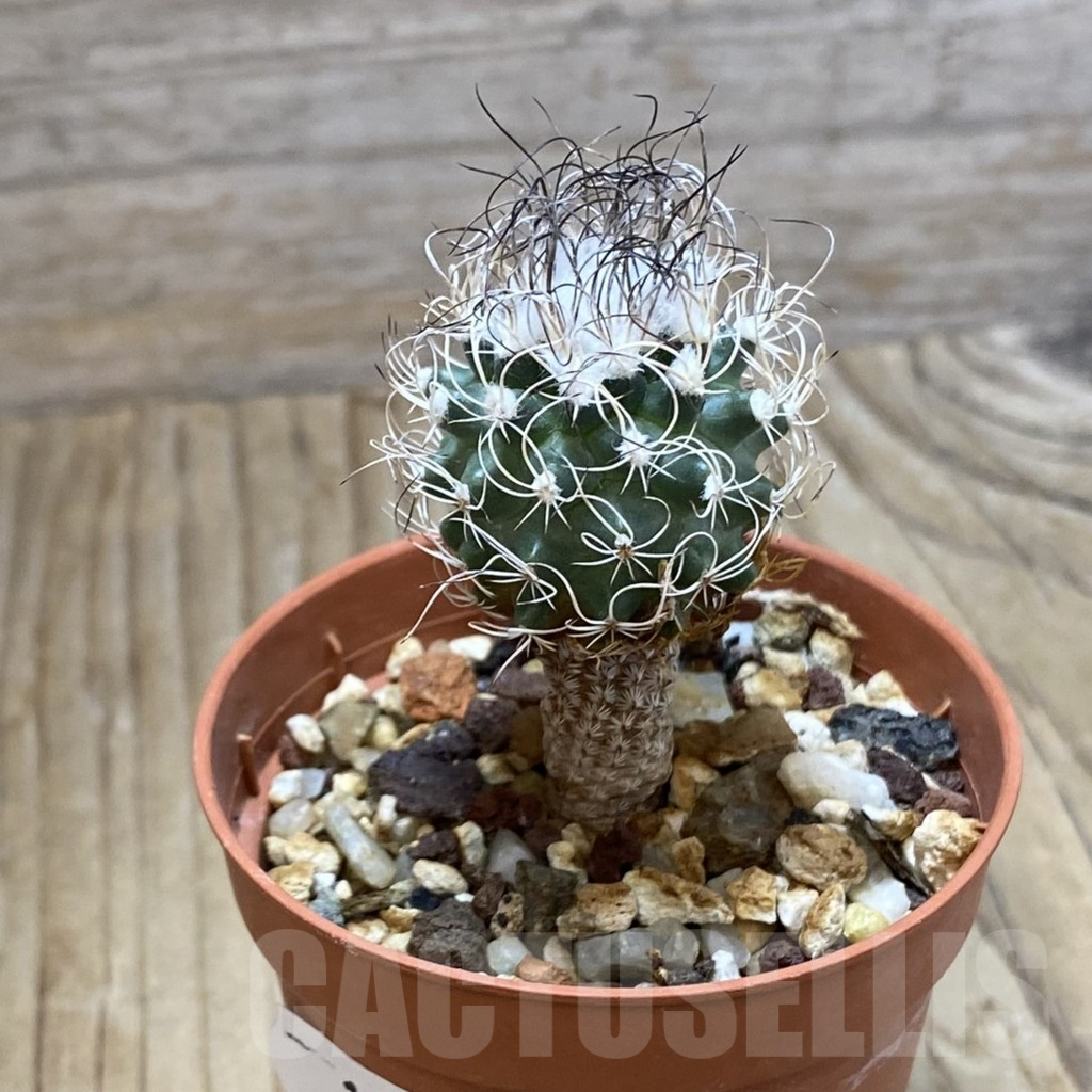 SH16181 Turbinicarpus pseudomacrochele, old 6 years - Image 2