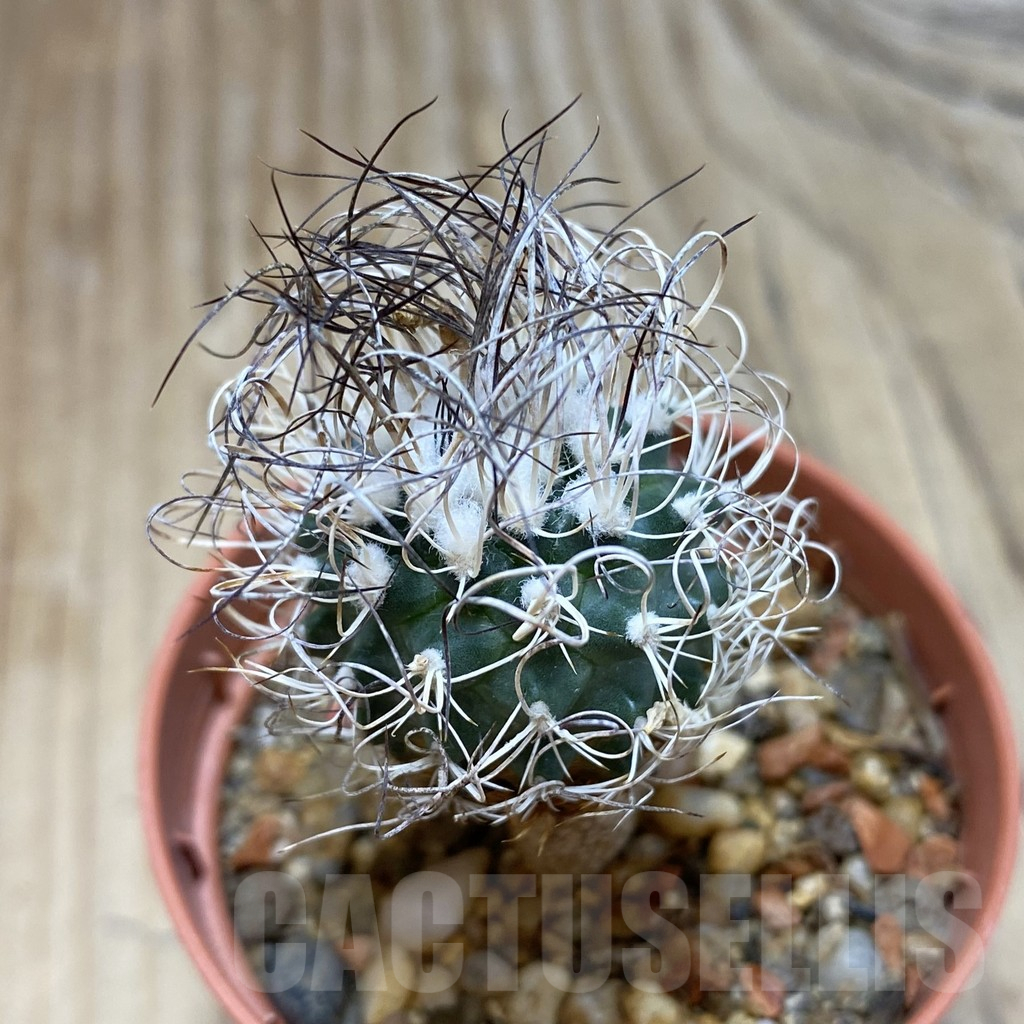 SH16182 Turbinicarpus pseudomacrochele, old 6 years