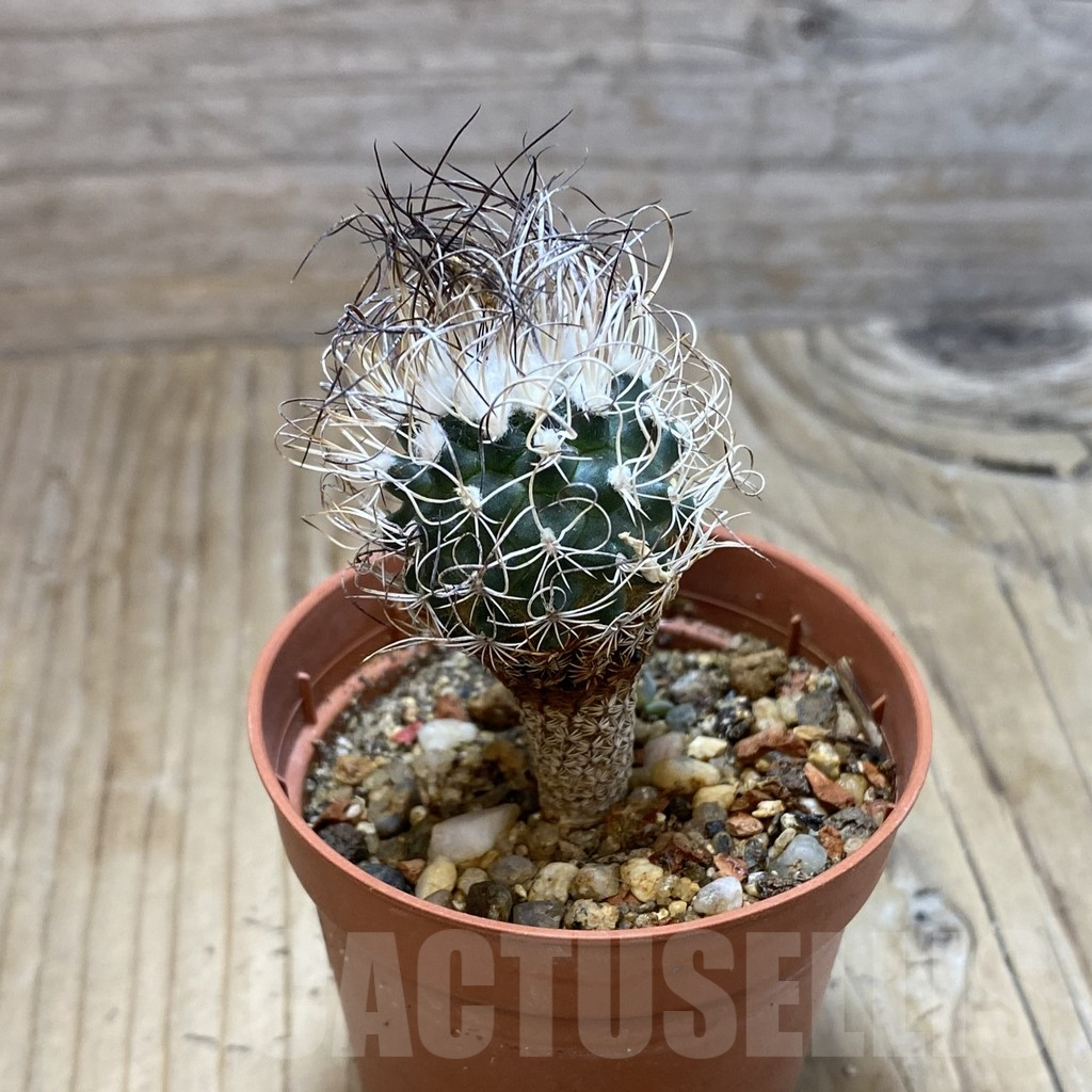 SH16182 Turbinicarpus pseudomacrochele, old 6 years - immagine 2