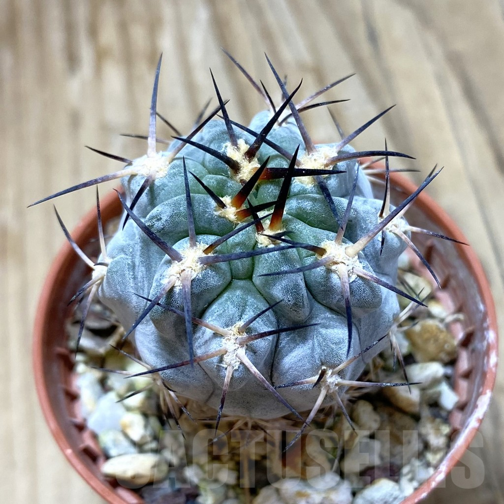 SH16183 Acanthocalycium glaucum