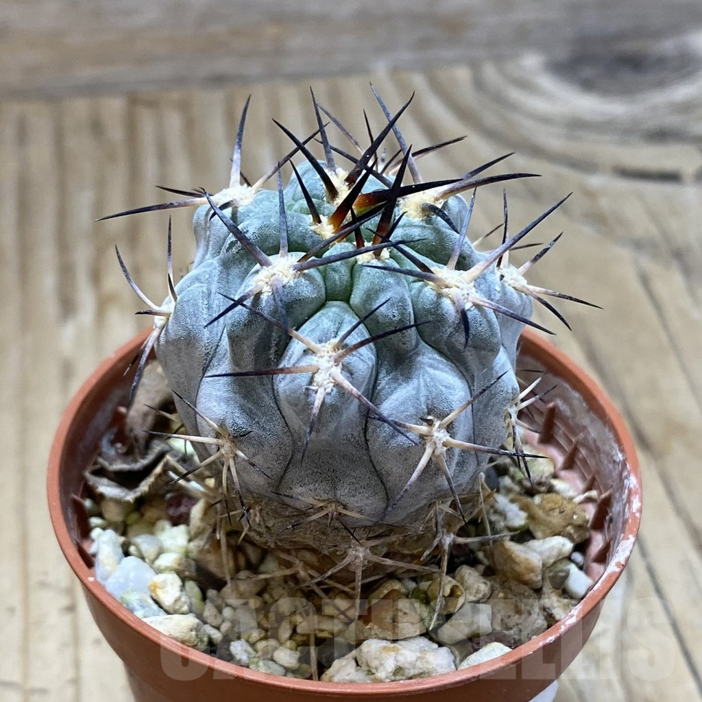 SH16183 Acanthocalycium glaucum - Image 2