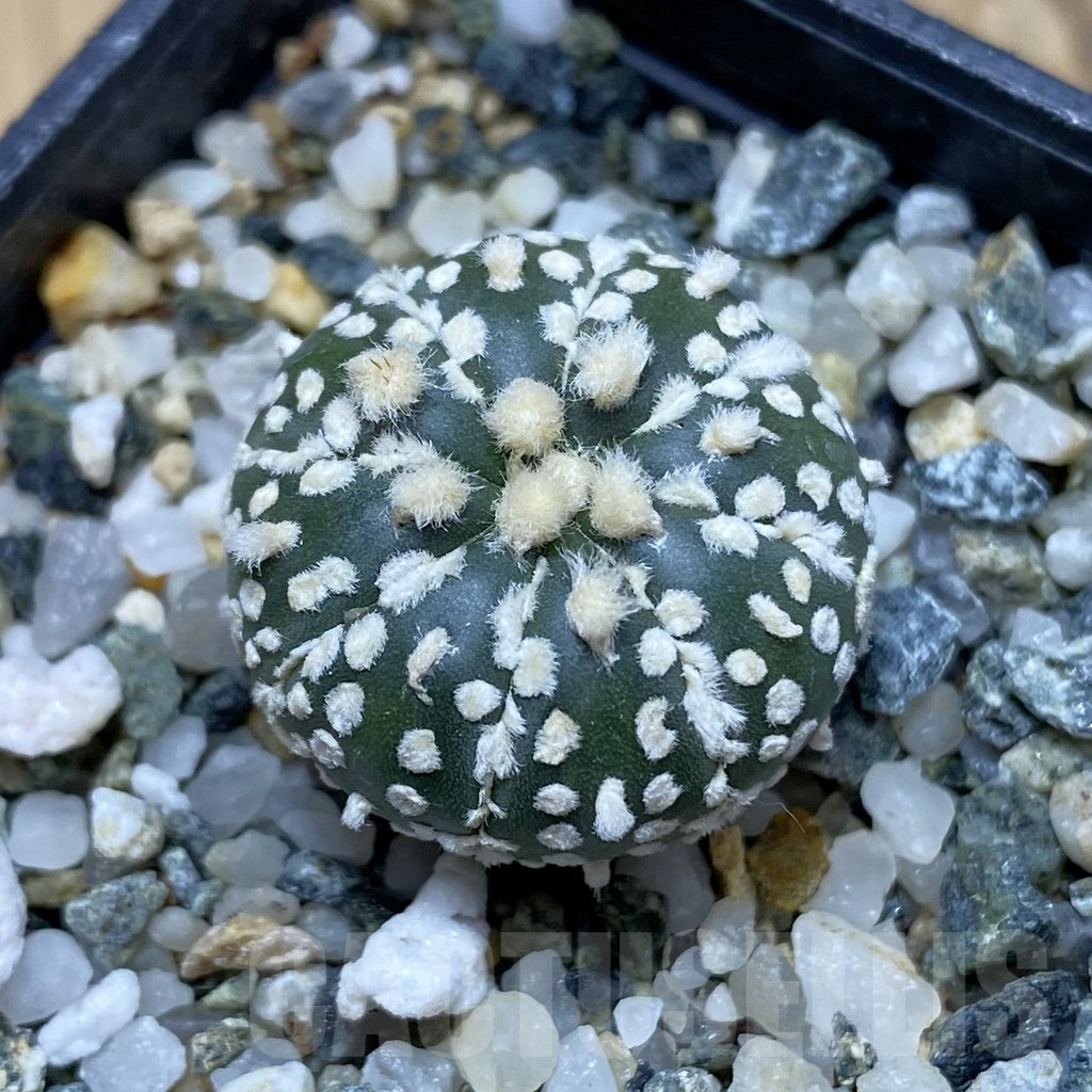 SH16120 Astrophytum asterias ‘Super Kabuto’ hybrid