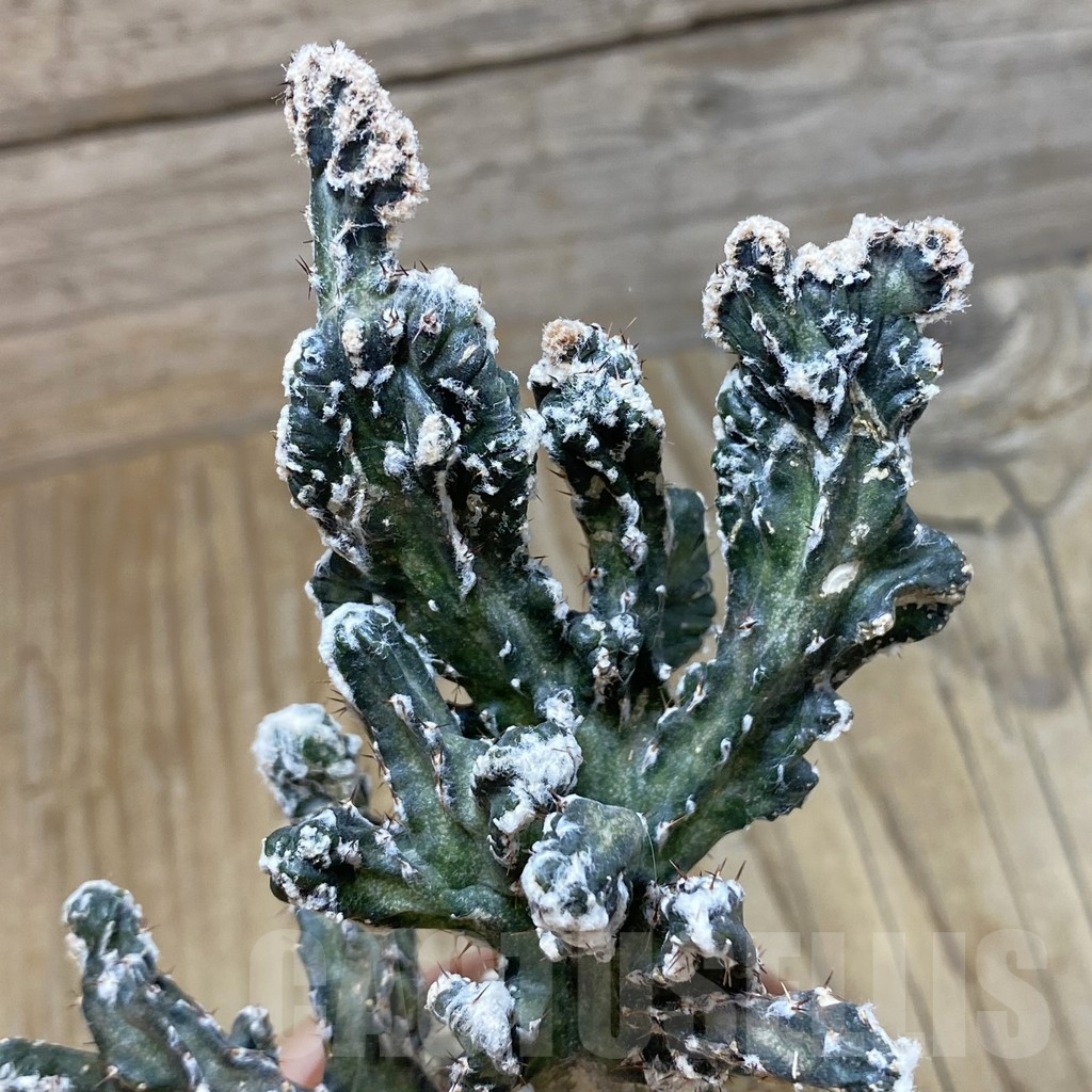 SH16186 Monvillea spegazzinii f. cristata