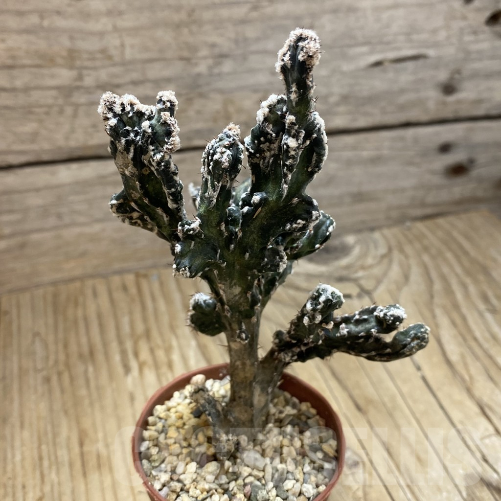 SH16186 Monvillea spegazzinii f. cristata - Зображення 2