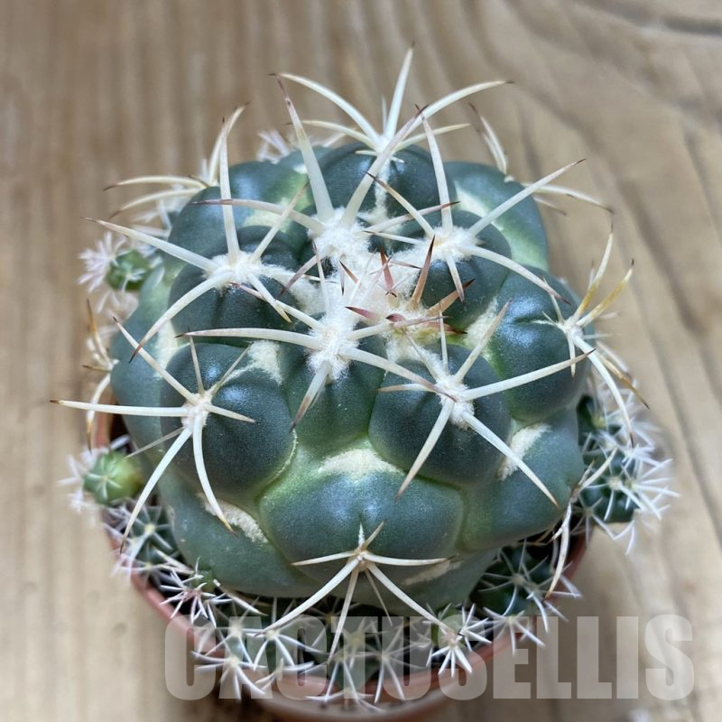 SH16188 Coryphantha bumamma