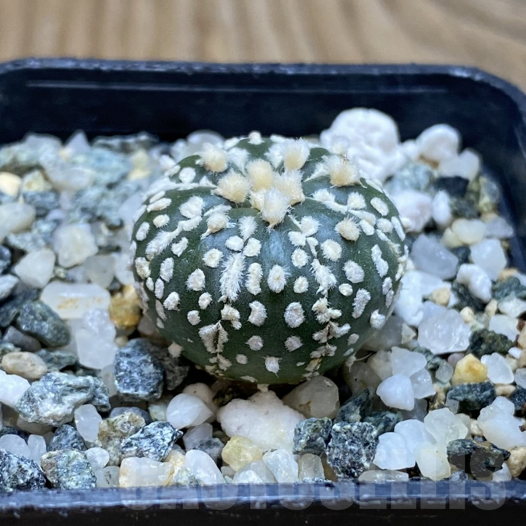 SH16120 Astrophytum asterias ‘Super Kabuto’ hybrid - 画像 (2)
