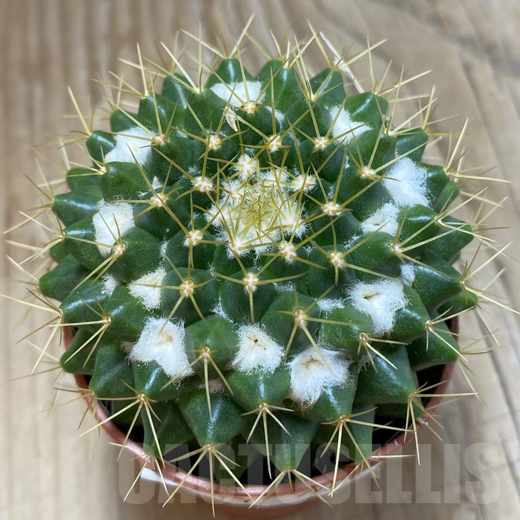 SH16191 Mammillaria marksiana