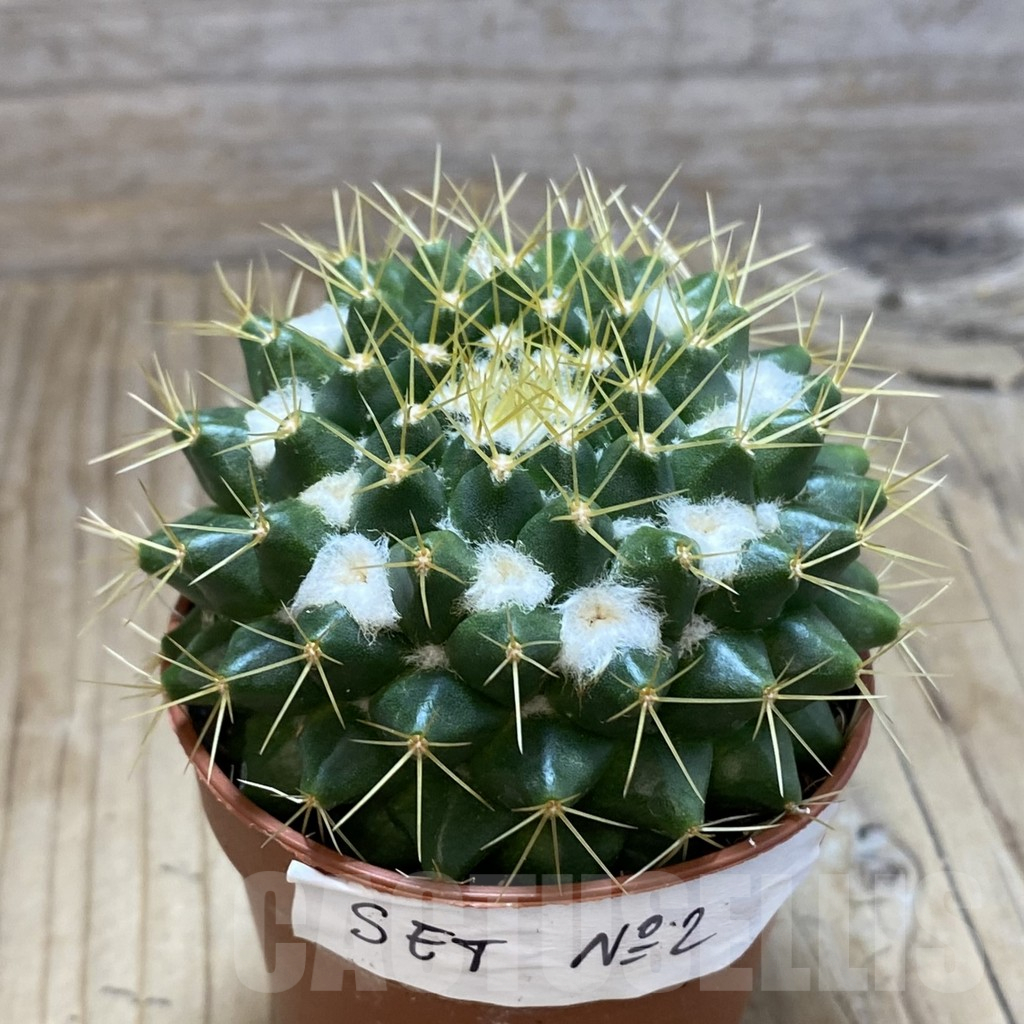 SH16191 Mammillaria marksiana - Image 2