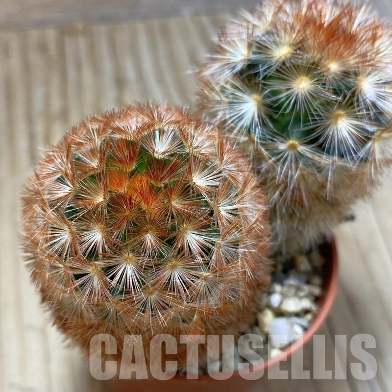 SH16192 Mammillaria carmenae f. rubrispina