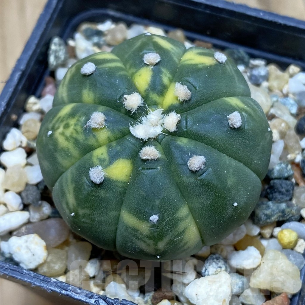 SH16121 Astrophytum asterias f. variegata