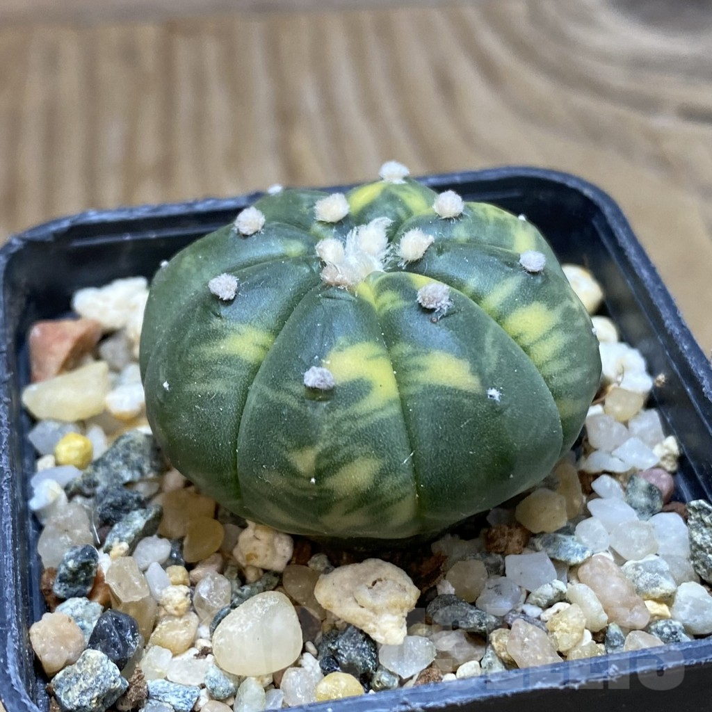 SH16121 Astrophytum asterias f. variegata - Image 2