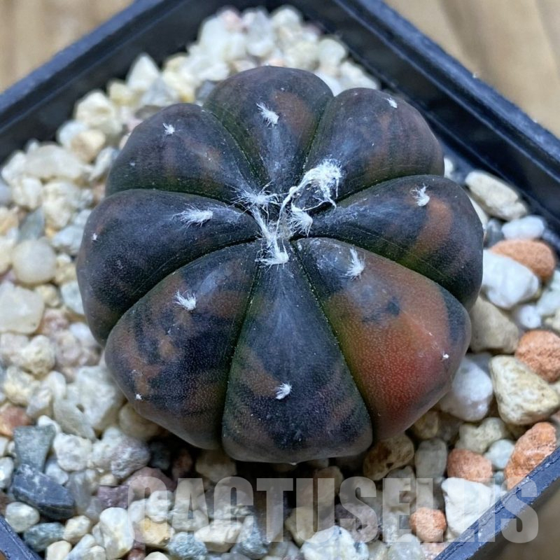 SH16122 Astrophytum asterias ‘Purple Skin’ f. variegata