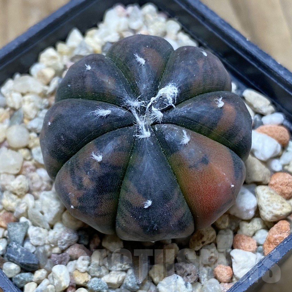 SH16122 Astrophytum asterias ‘Purple Skin’ f. variegata
