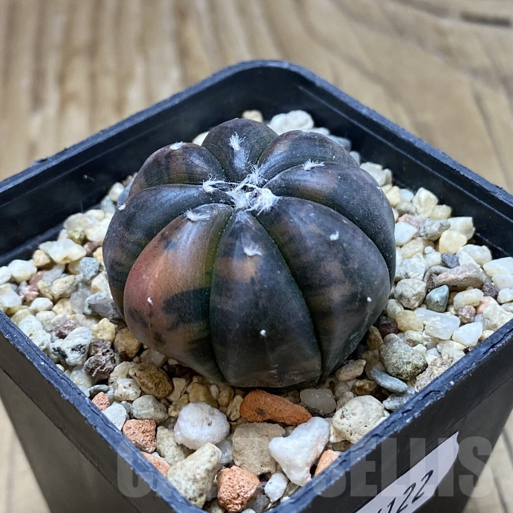 SH16122 Astrophytum asterias ‘Purple Skin’ f. variegata - Image 2