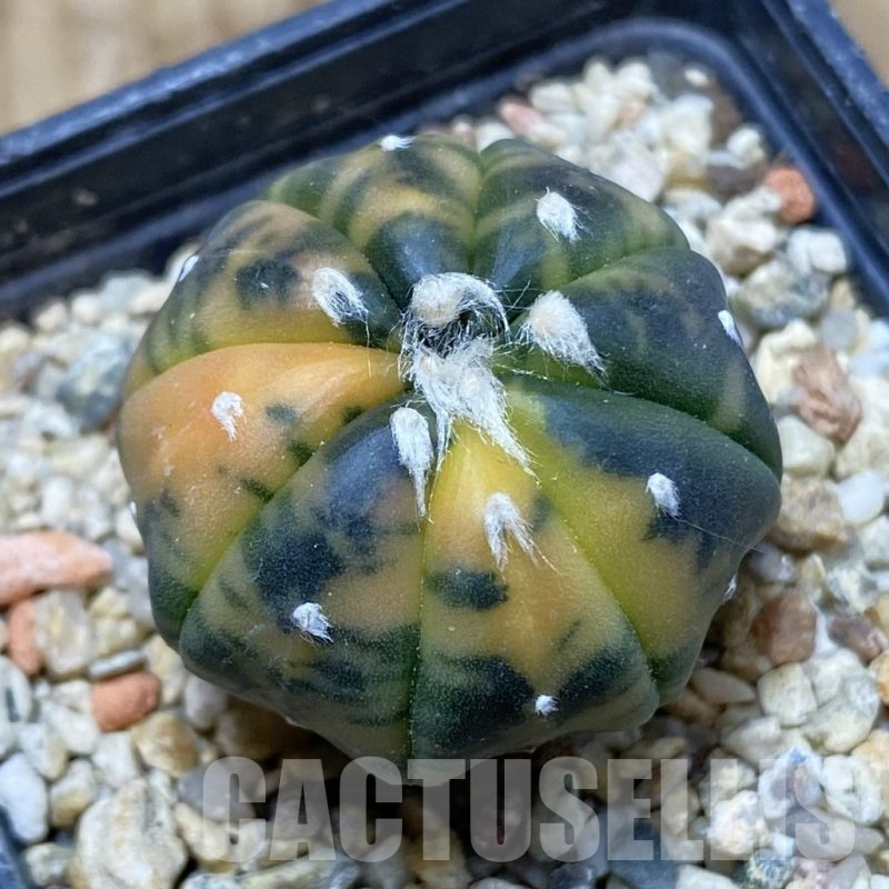 SH16123 Astrophytum asterias ‘Purple Skin’ f. variegata