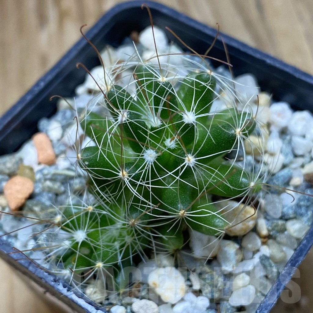 SH16124 Mammillaria surculosa - immagine 2