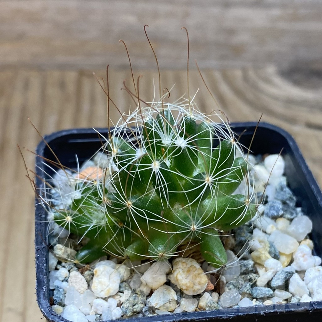 SH16124 Mammillaria surculosa - immagine 3