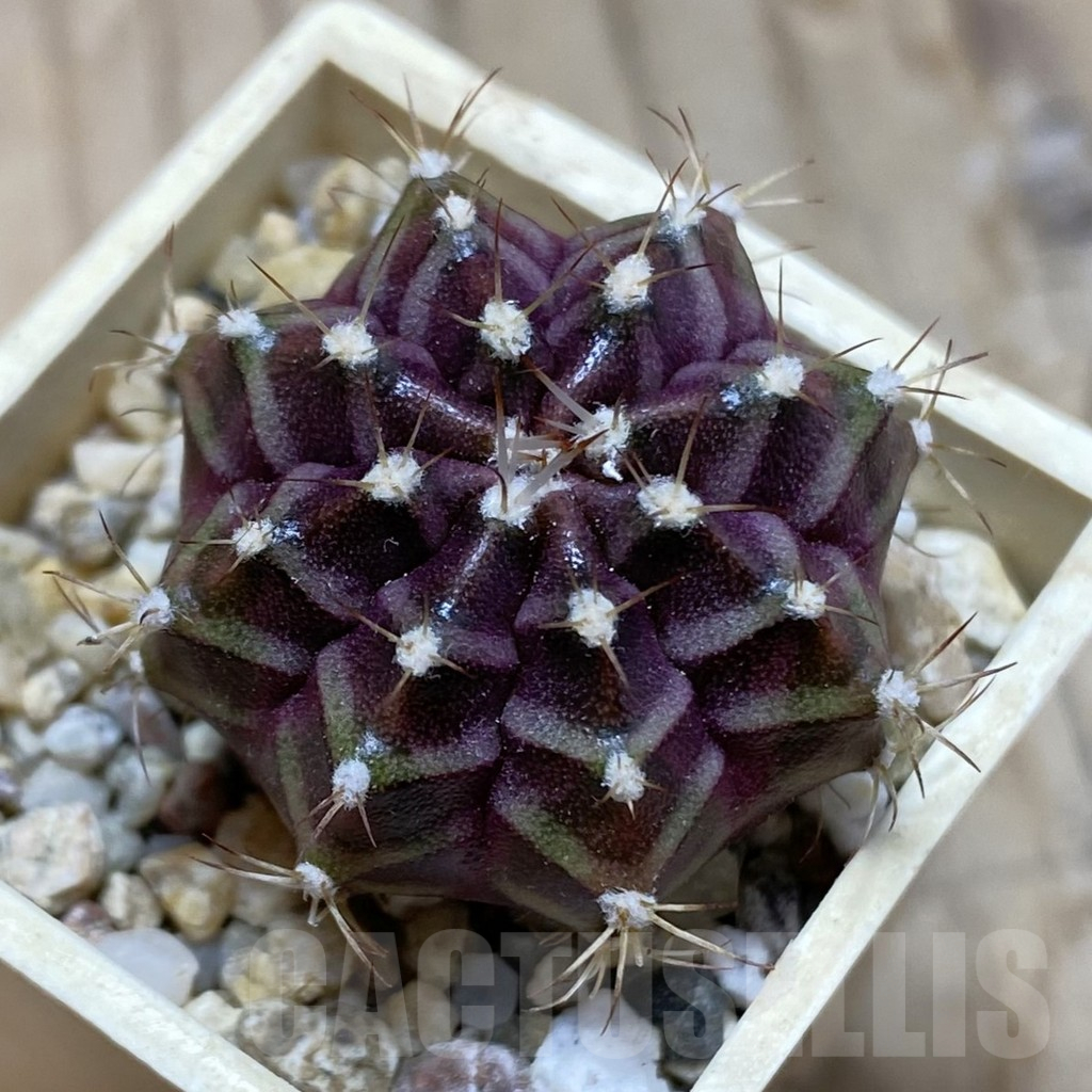 SH16114 Gymnocalycium mihanovichii ‘Black Widow’ x ‘Day Dream’