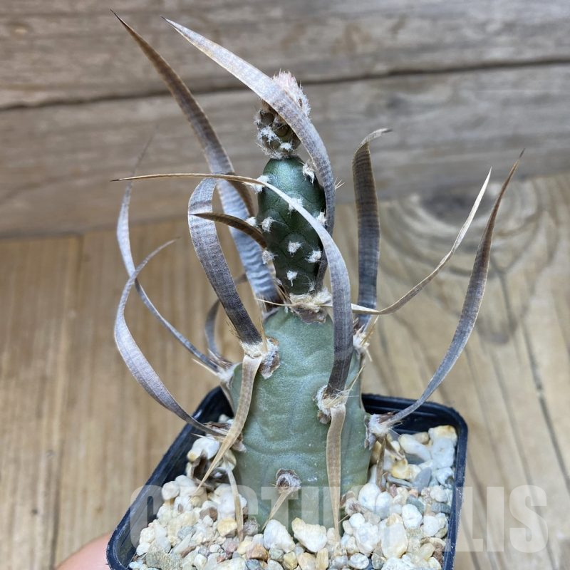 SH16127 Tephrocactus articulatus v. papyracanthus