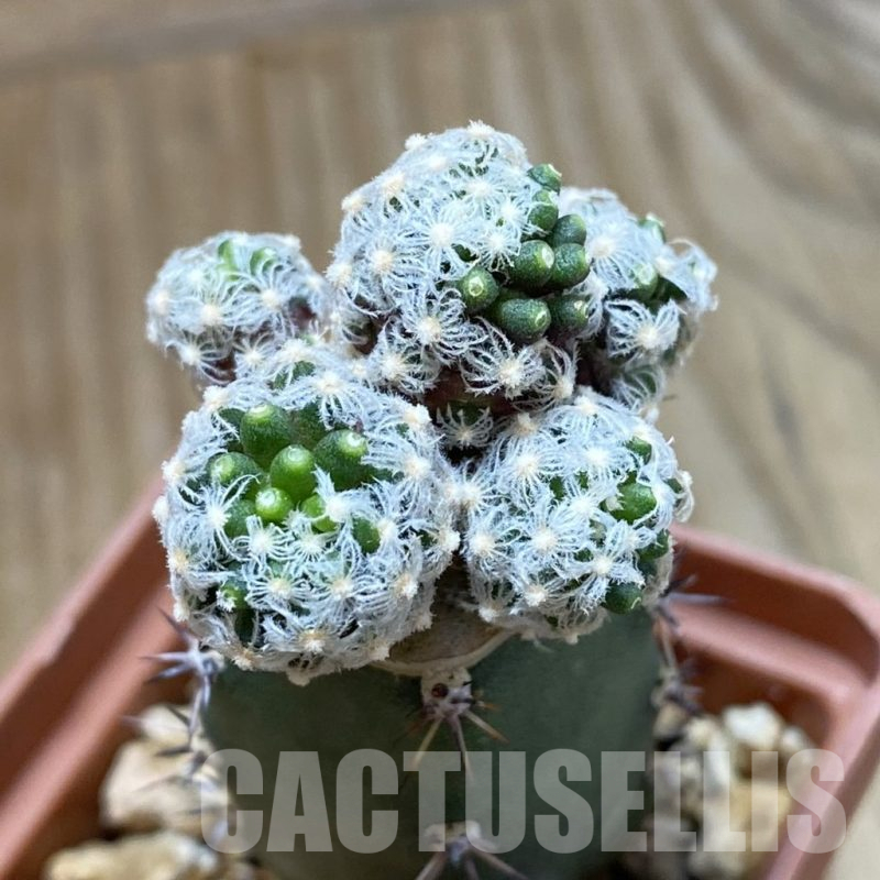 SH16128 Mammillaria theresae v. minima, grafted