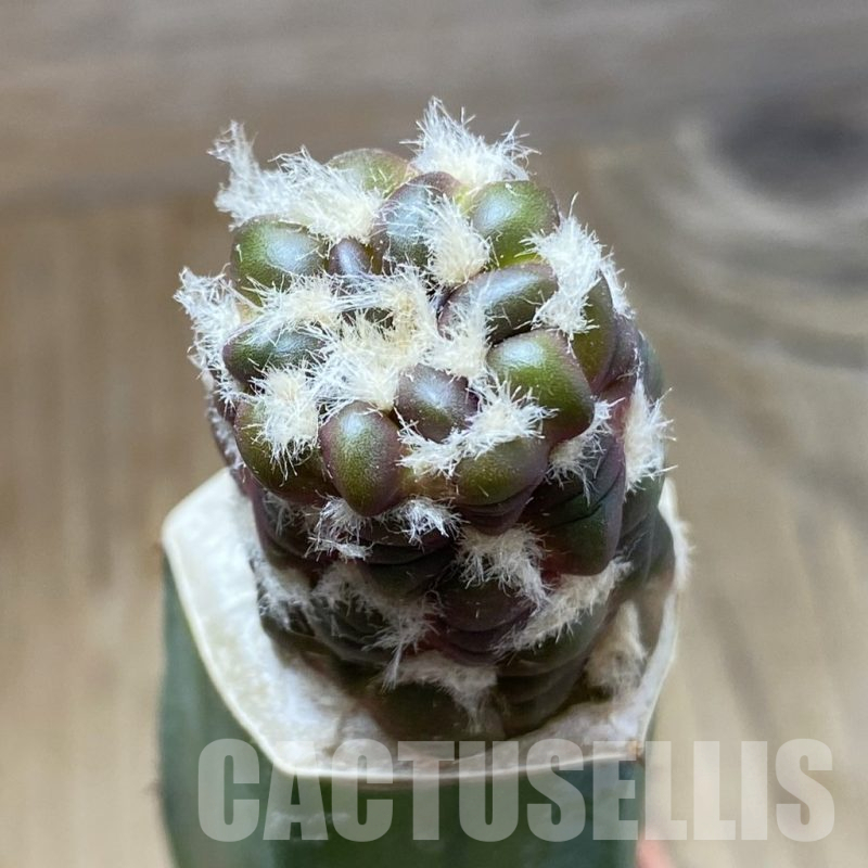 SH16129 Cintia knizei, grafted