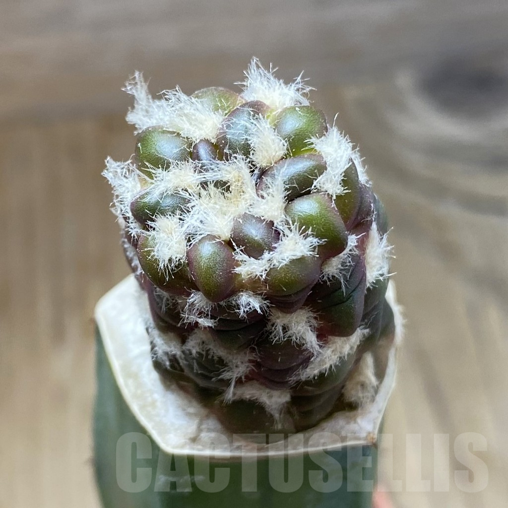 SH16129 Cintia knizei, grafted