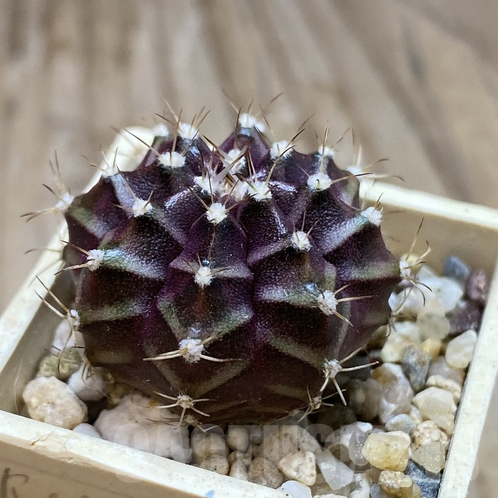 SH16114 Gymnocalycium mihanovichii ‘Black Widow’ x ‘Day Dream’ - Зображення 2