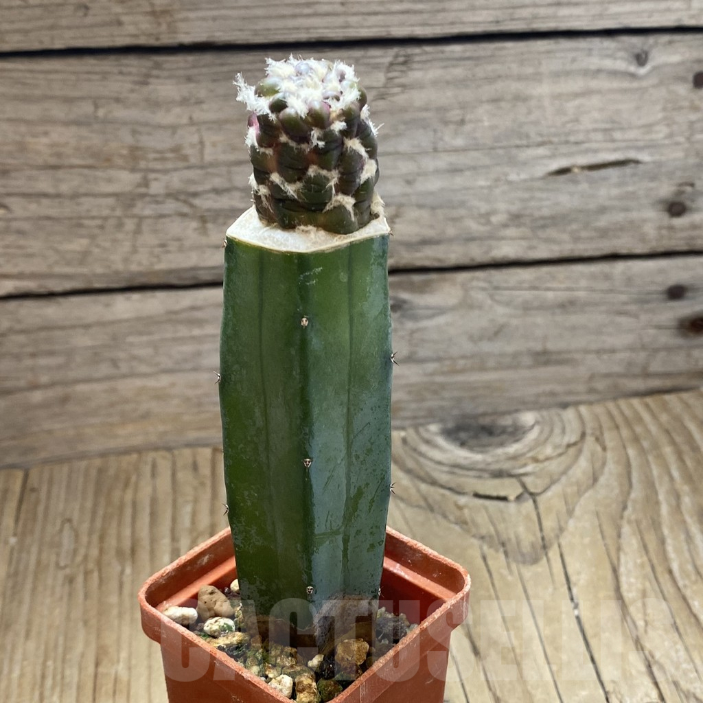 SH16129 Cintia knizei, grafted - Image 2