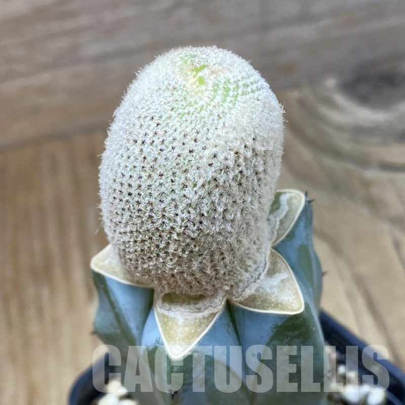 SH16130 Yavia cryptocarpa, grafted