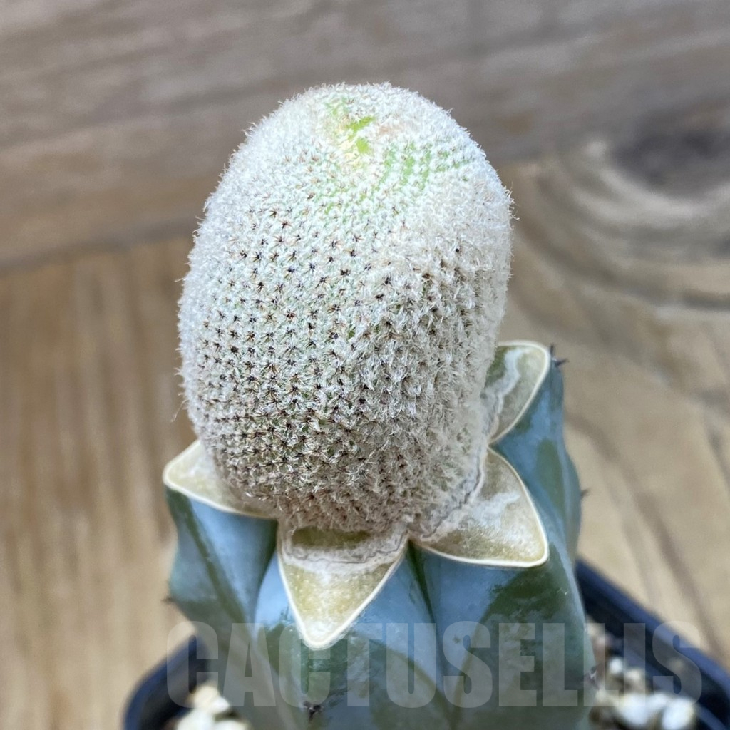 SH16130 Yavia cryptocarpa, grafted