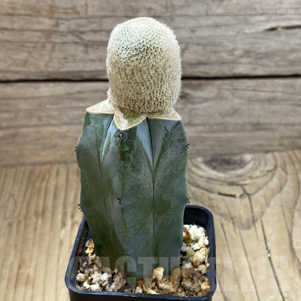 SH16130 Yavia cryptocarpa, grafted - immagine 2