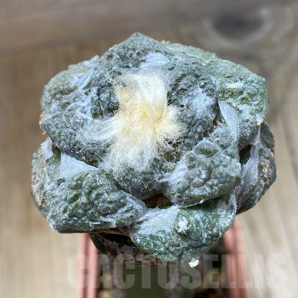 SH16132 Ariocarpus fissuratus hybrid, grafted