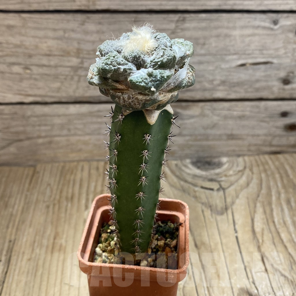 SH16132 Ariocarpus fissuratus hybrid, grafted - Image 2