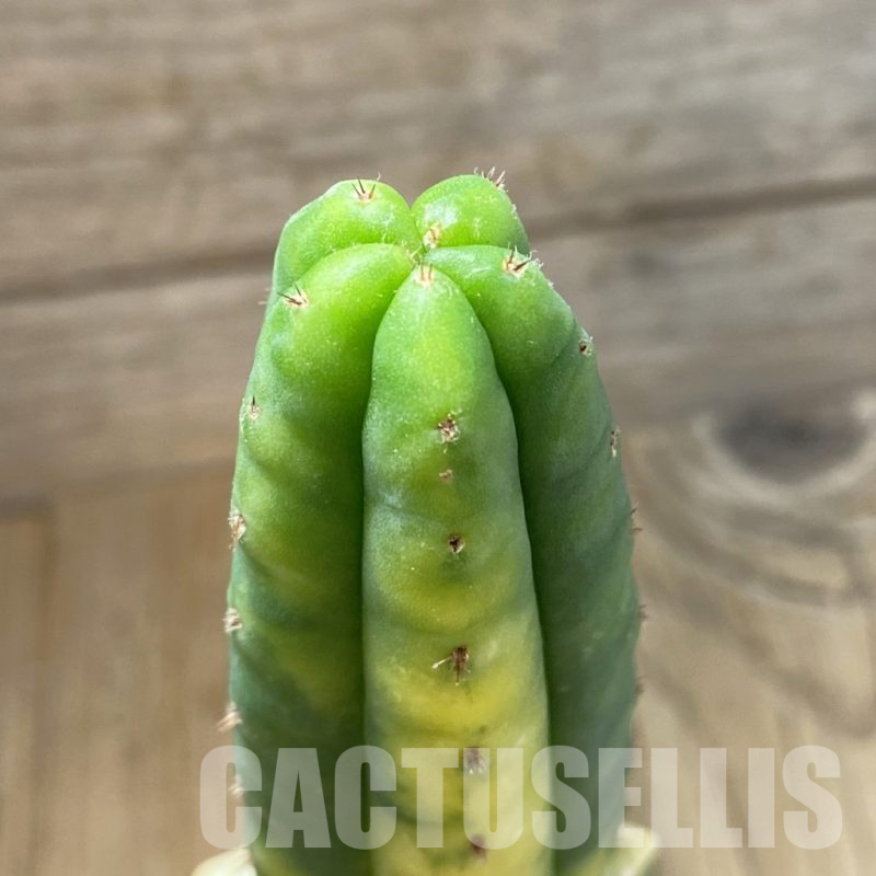 SH16133 Trichocereus pachanoi f. variegata, grafted