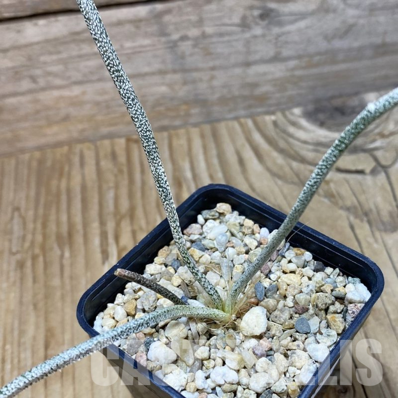 SH16135 Astrophytum caput-medusae, seedling