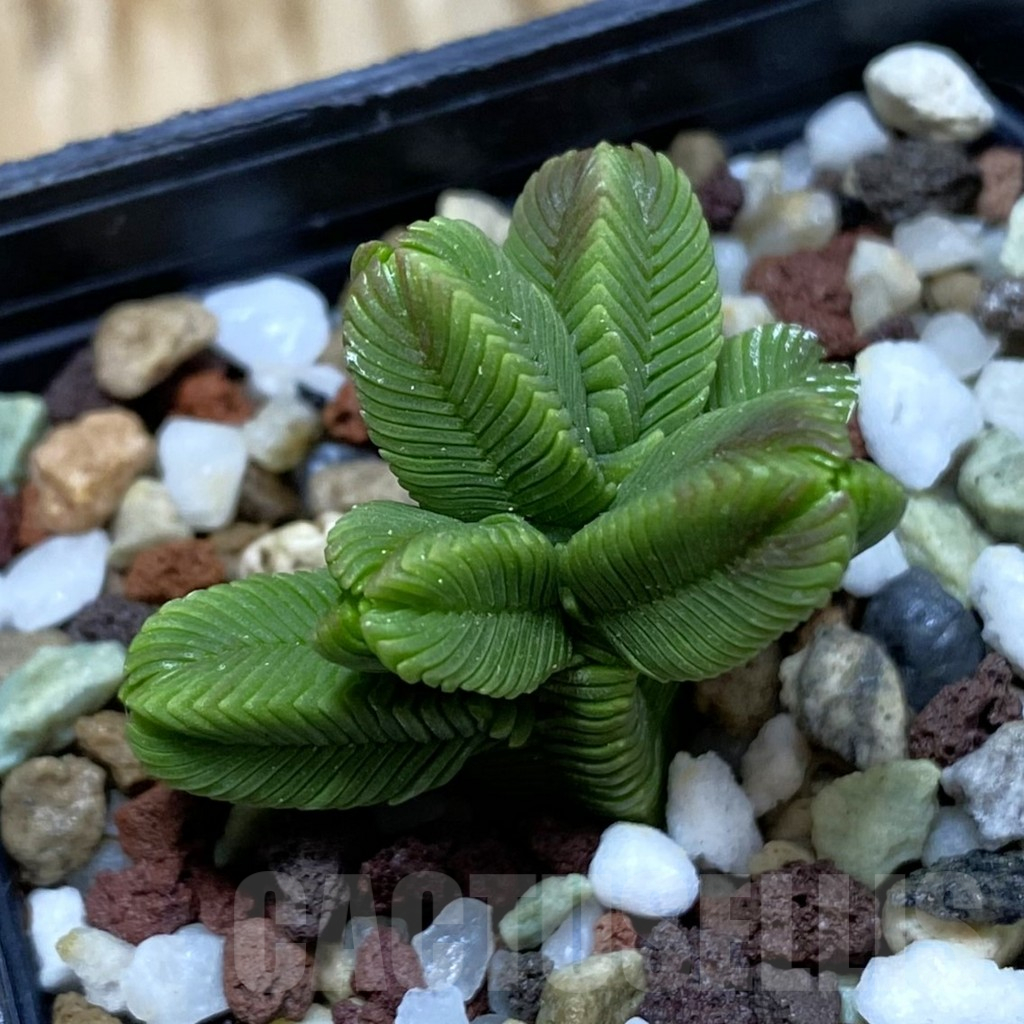 SH16136 Crassula pyramidalis f. minima