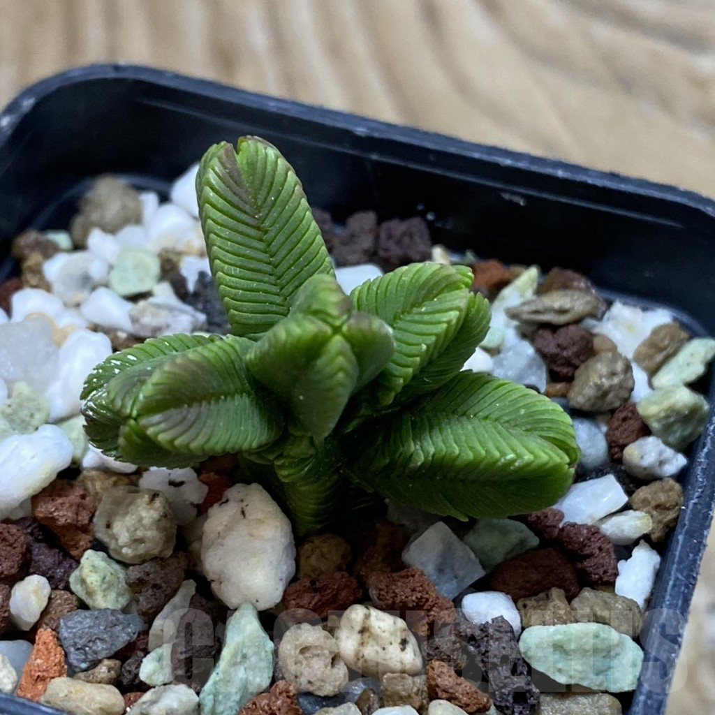 SH16136 Crassula pyramidalis f. minima – Bild 2