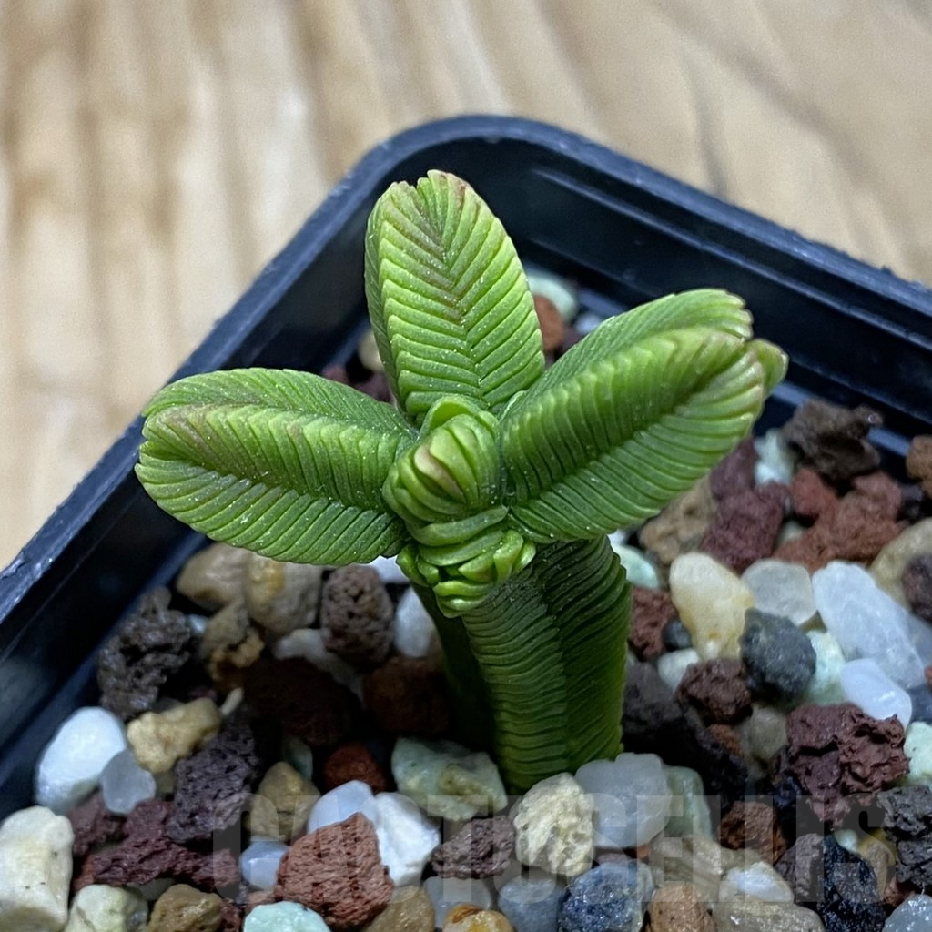 SH16137 Crassula pyramidalis f. minima