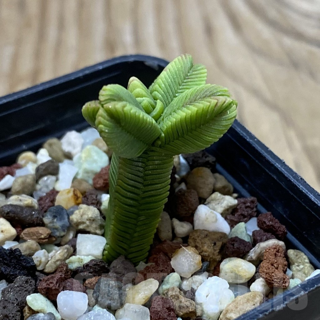 SH16137 Crassula pyramidalis f. minima - Obrázek 2